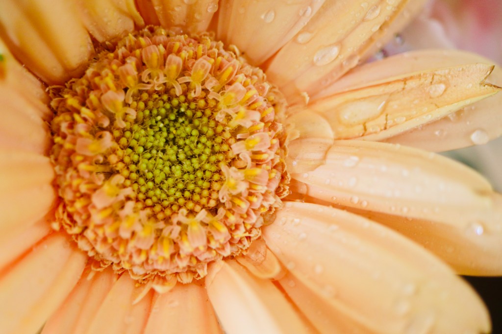 Les lleno de flores este espacio, flores de alegría, de meditación y de nostalgia.